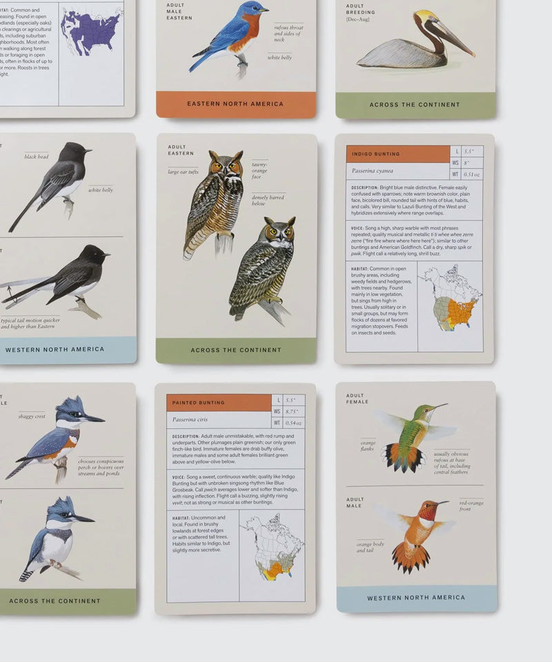 Sibley Backyard Bird Identification Flashcards