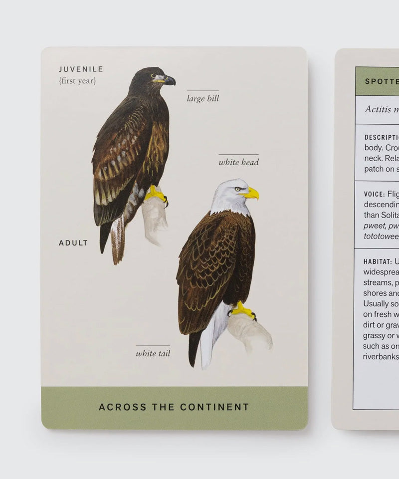 Sibley Backyard Bird Identification Flashcards