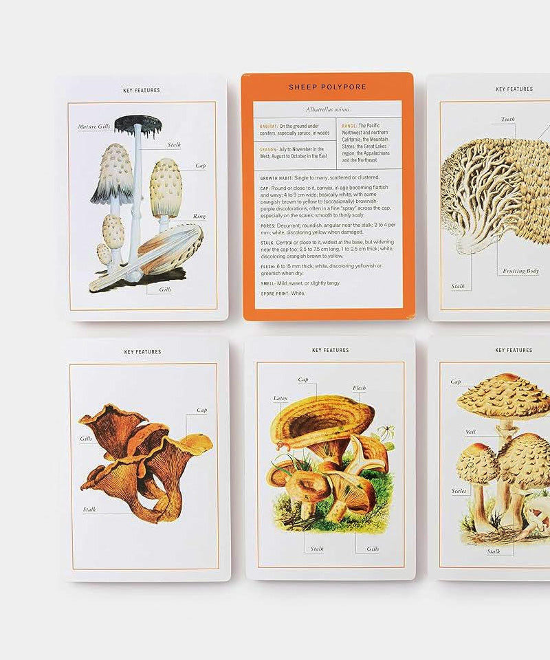 New York Botanical Garden Mushroom Identification Flashcards