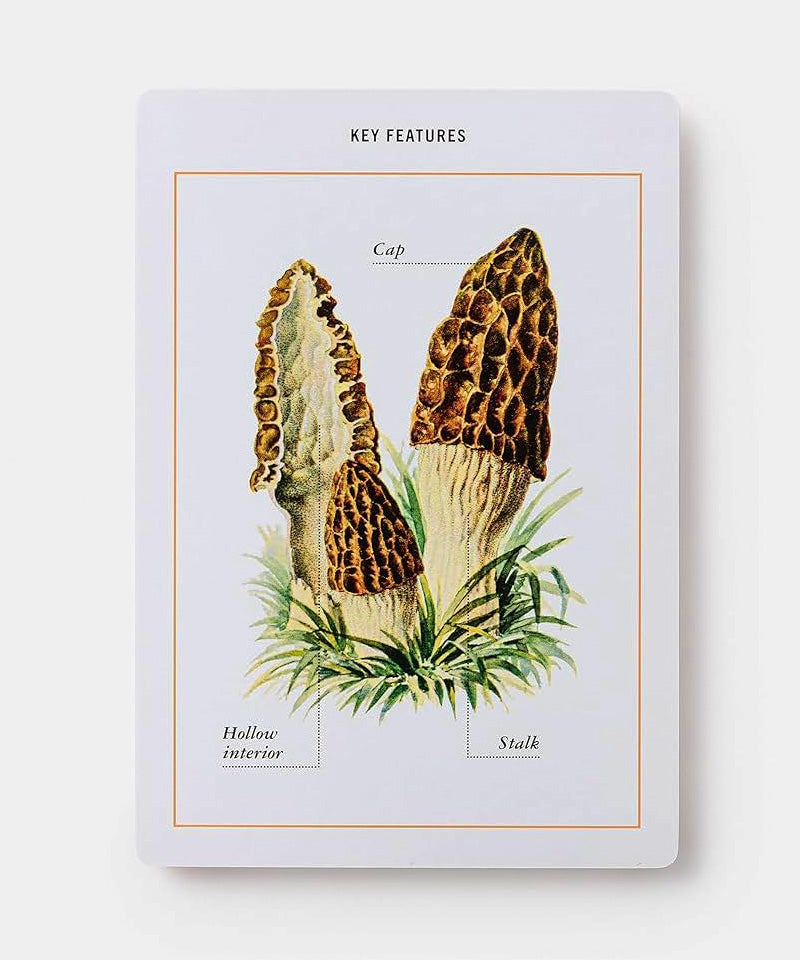 New York Botanical Garden Mushroom Identification Flashcards