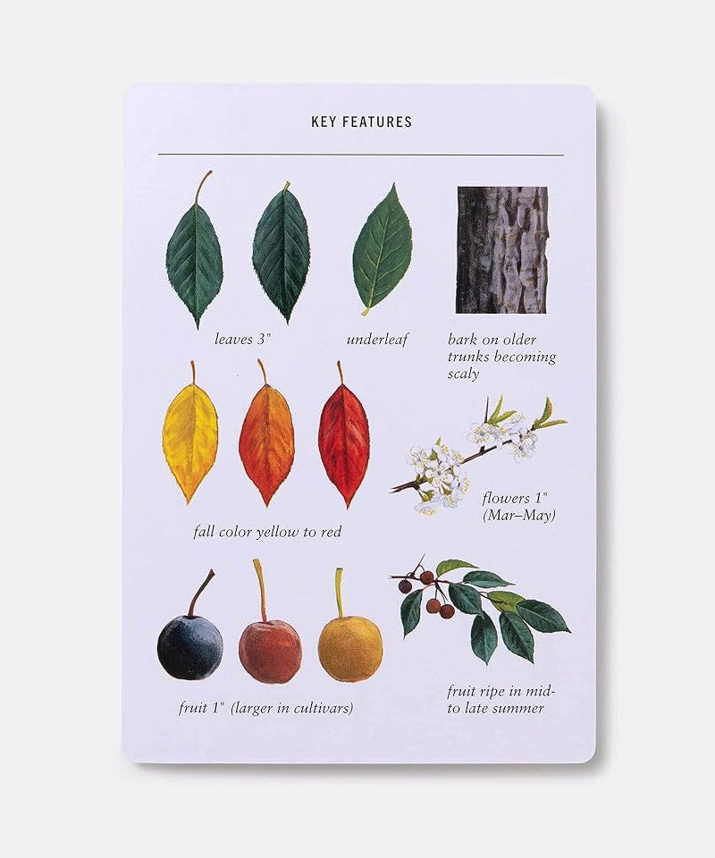 Sibley Tree Identification Flashcards